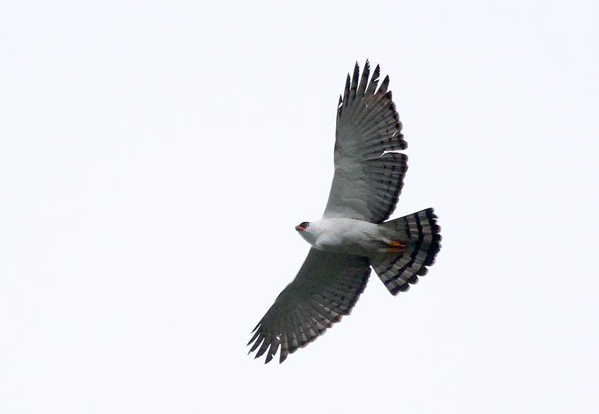 Black-and-white Hawk-Eagle