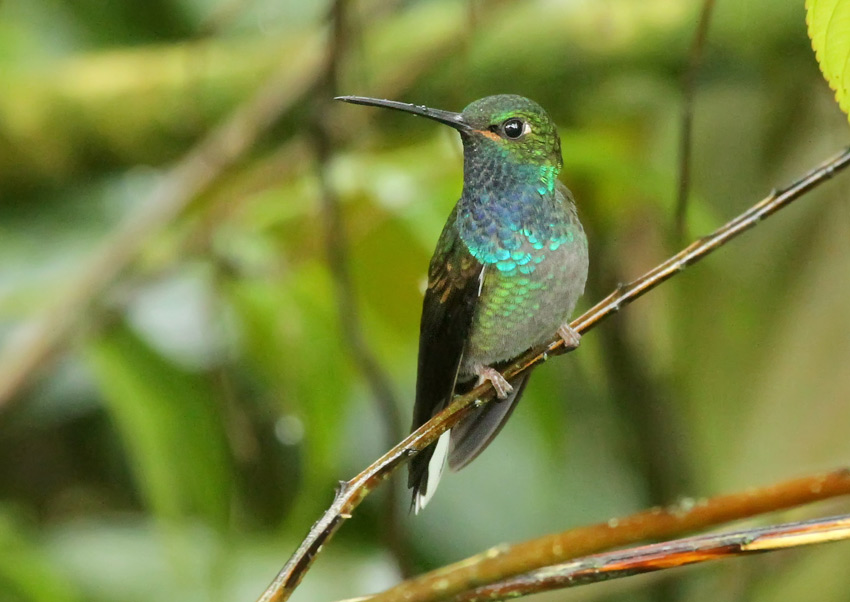 Green-backed Hillstar