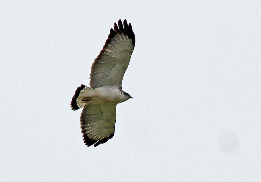 Variable Hawk