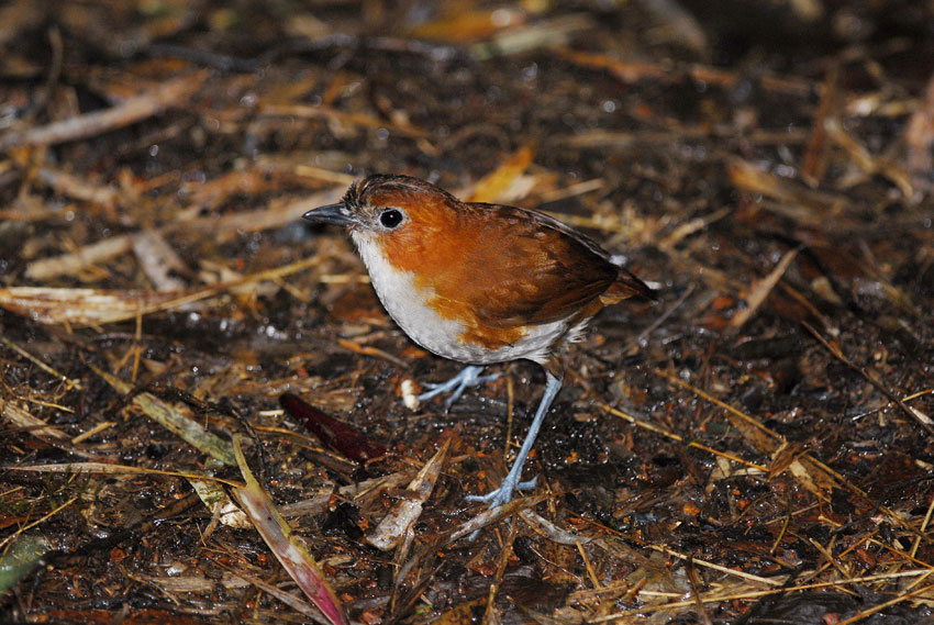 White-bellied Antpitta