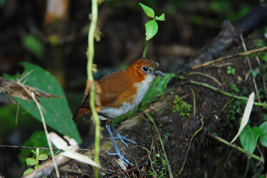 White-bellied Antpitta3