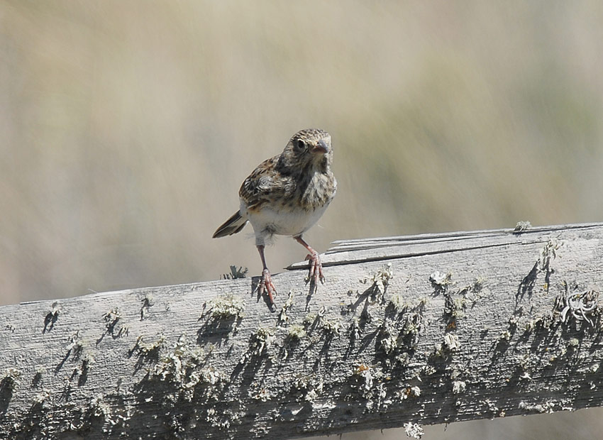 Band-tailed Sierra-Finch