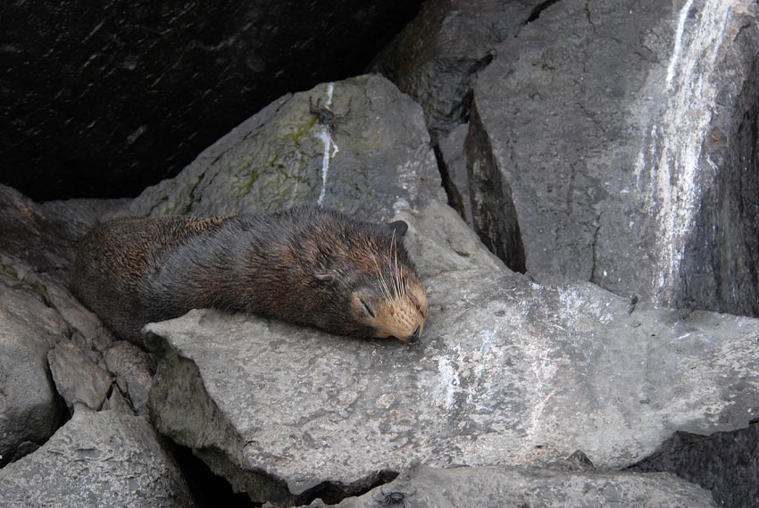 Galapagos Fur-Seal