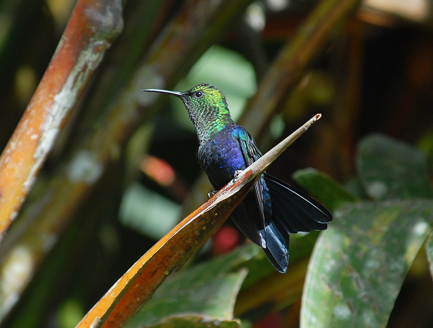 Fork-tailed Woodnymph