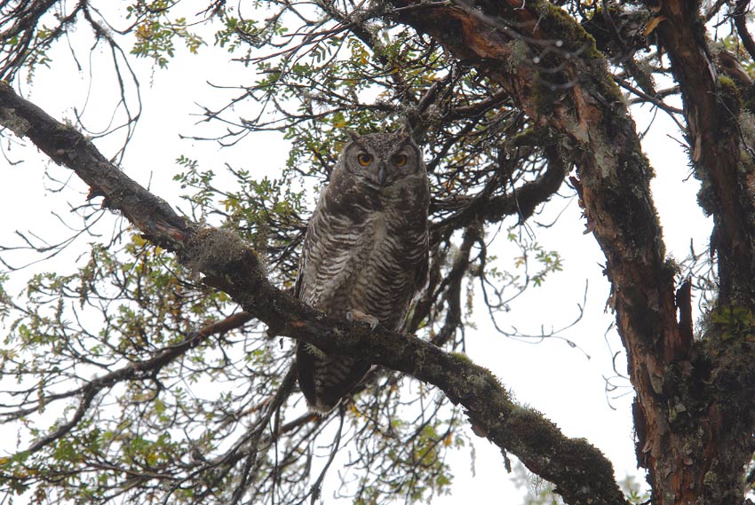 Great Horned Owl