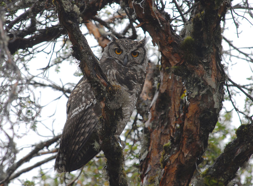 Great Horned Owl2