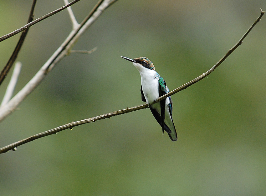 Purple-crowned Fairy