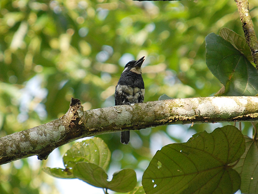 Black-breasted Puffbird