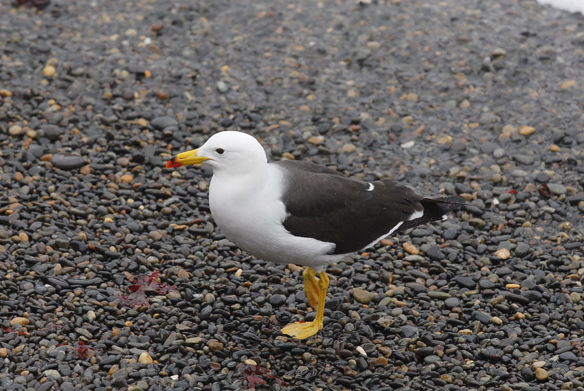 Band-tailed Gull4