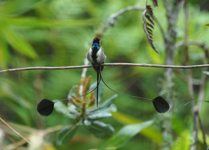 Marvelous Spatuletail3