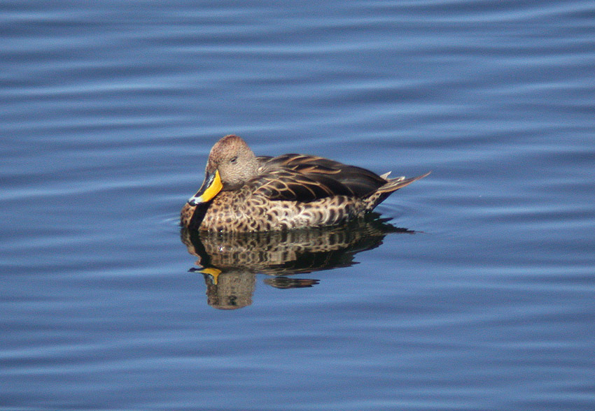 Yellow-billed Pintail