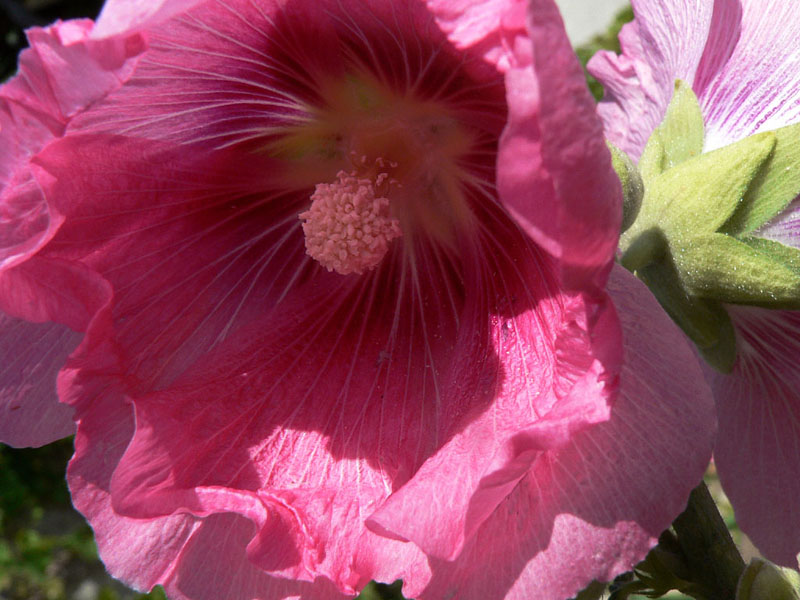 La rose trmire