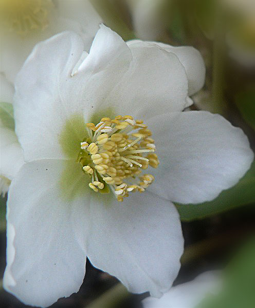Rose de Nol