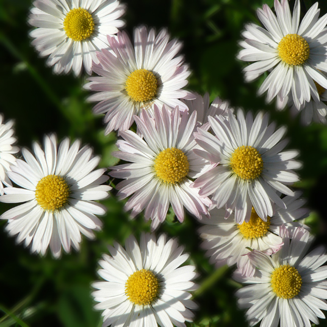 Les paquerettes