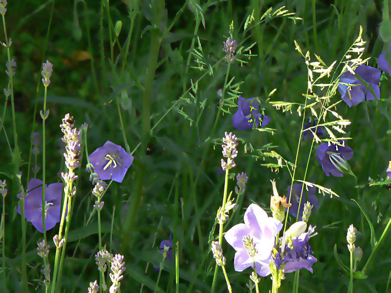08-JUIN-2009