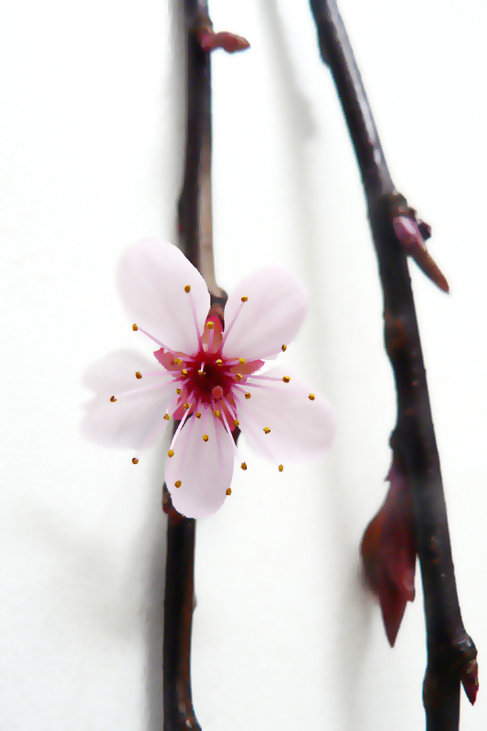 Branche de prunus