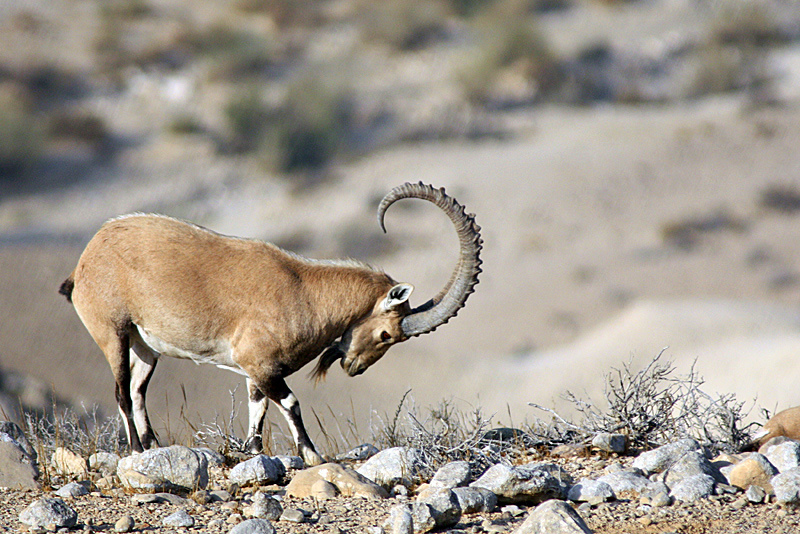 Nubian Ibex, Israel.