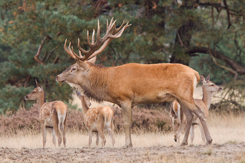 Red Deer - Edelhert