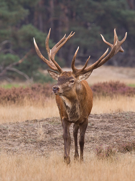 Red Deer - Edelhert