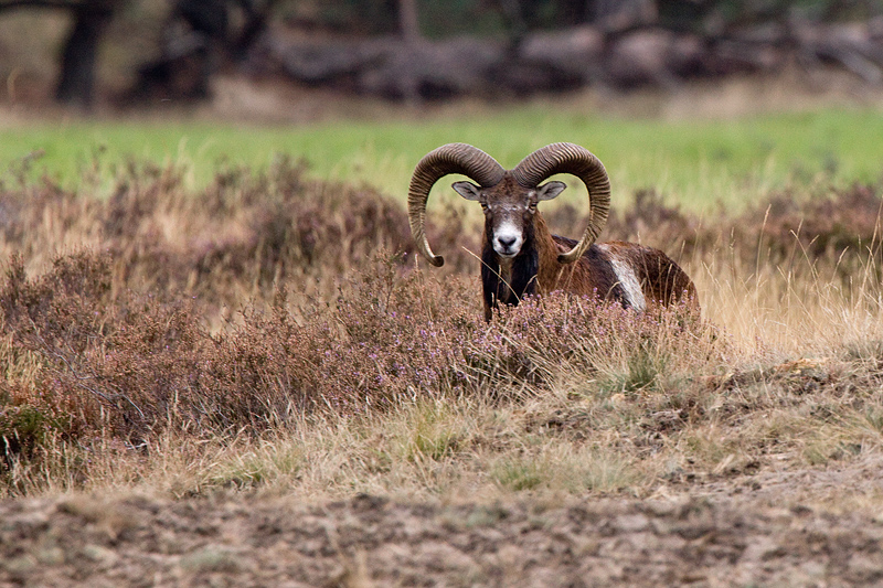 Mouflon - Moeflon