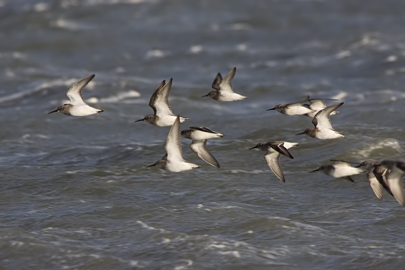 Dunlin - Bonte Strandloper