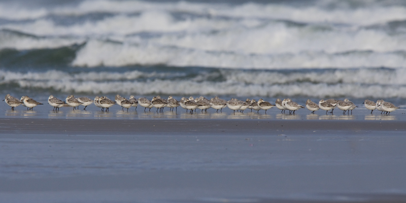 Sanderling - Drieteenstrandloper