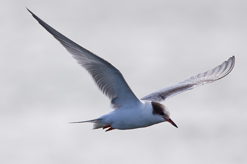 Arctic Tern - Noordse stern