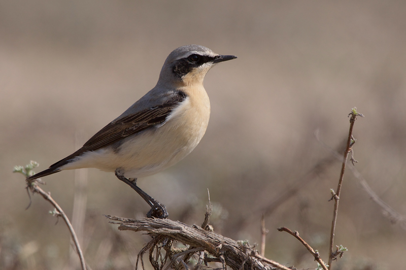 Wheatear - Tapuit