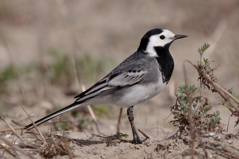 Pied Wagtail - Rouwkwikstaart