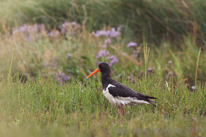 Oystercatcher - Scholekster - Haematopus ostralegus