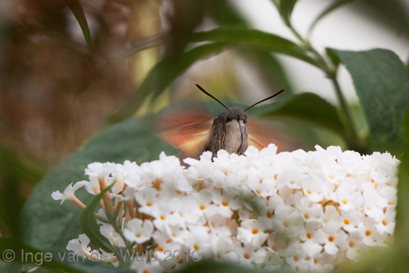 Hummingbird Hawk Moth - Kolibrievlinder - Macroglossum stellatarum