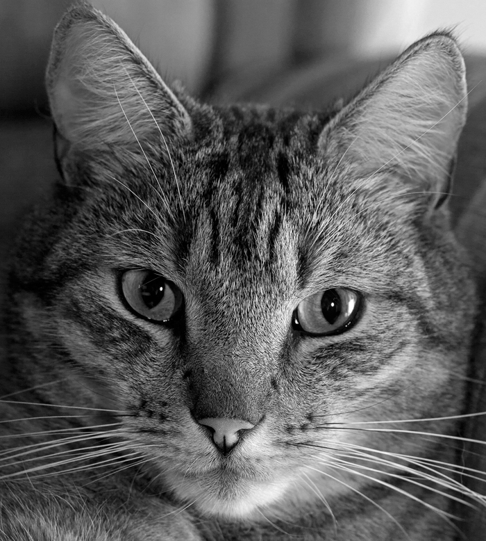 Our family cat Spetter