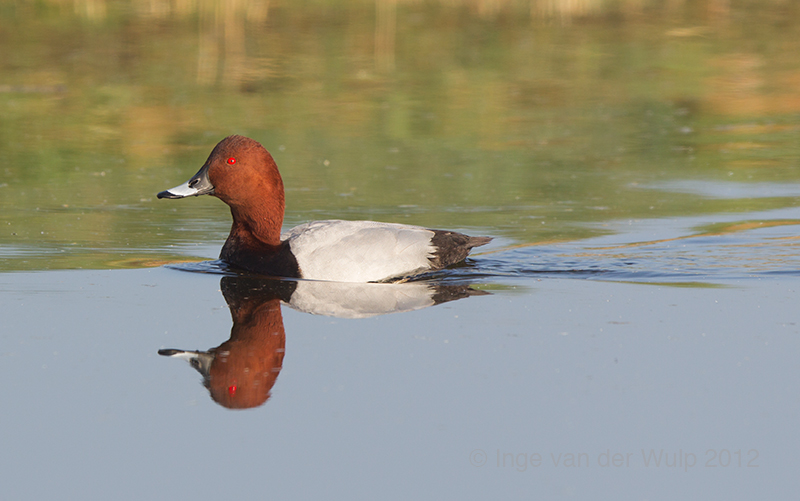 Pochard - Tafeleend - Aythya ferina