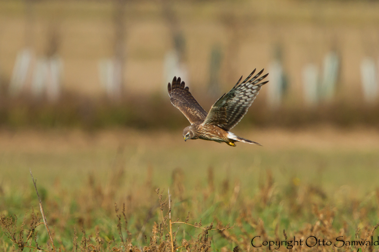 Hen Harrier - Circus cyaneus