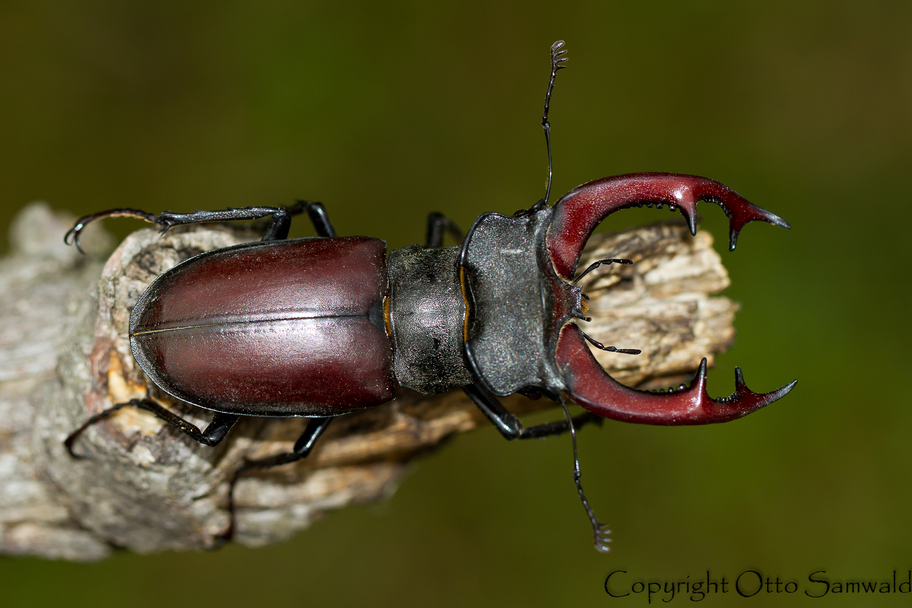 Lucanus cervus