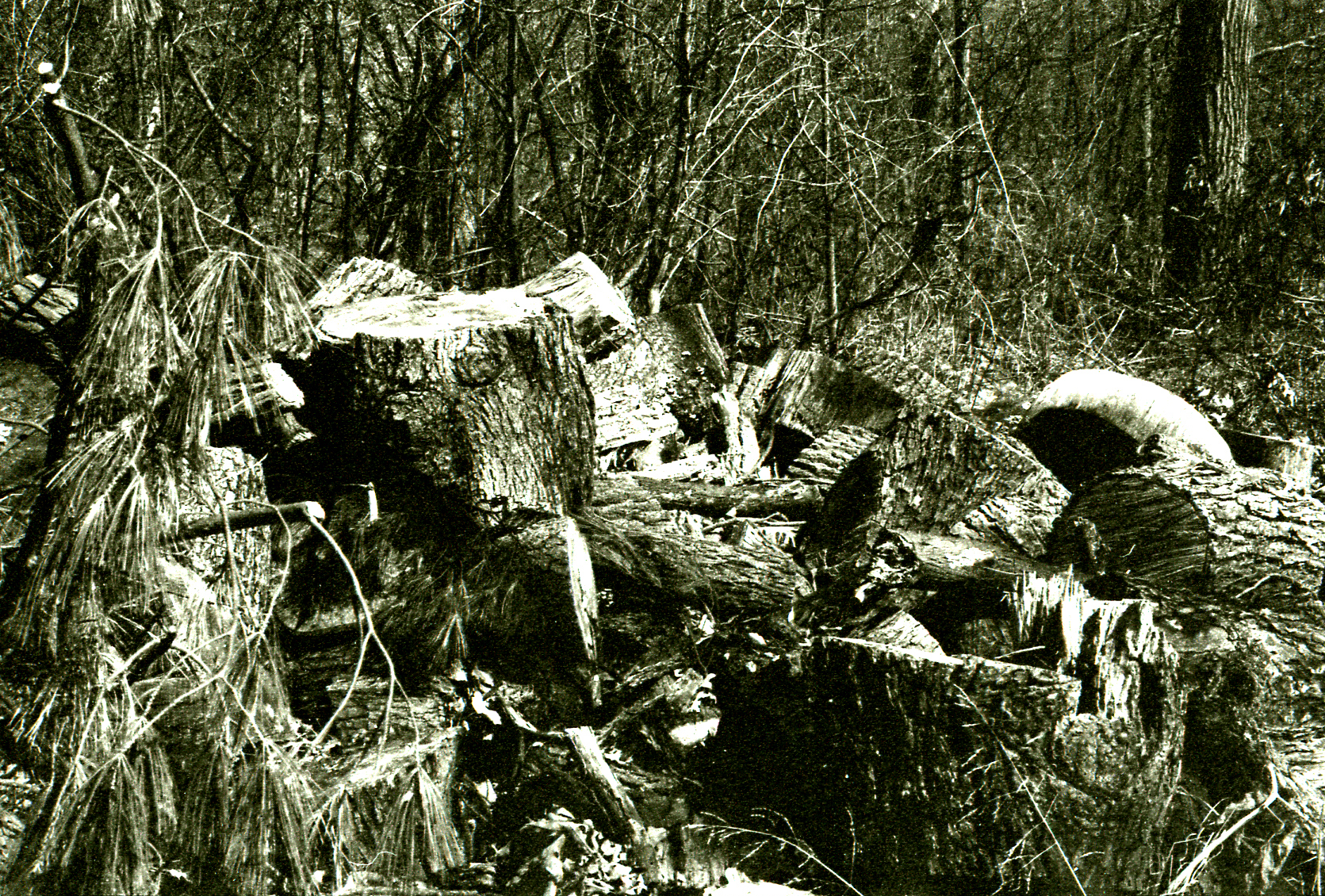 Woodpile No. 2.jpg