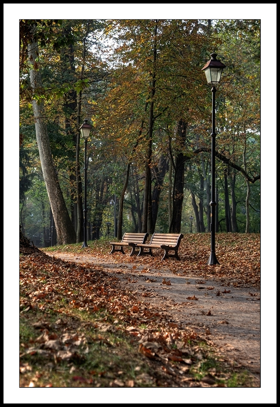 Leaves in  park