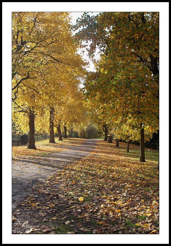 Bute Park