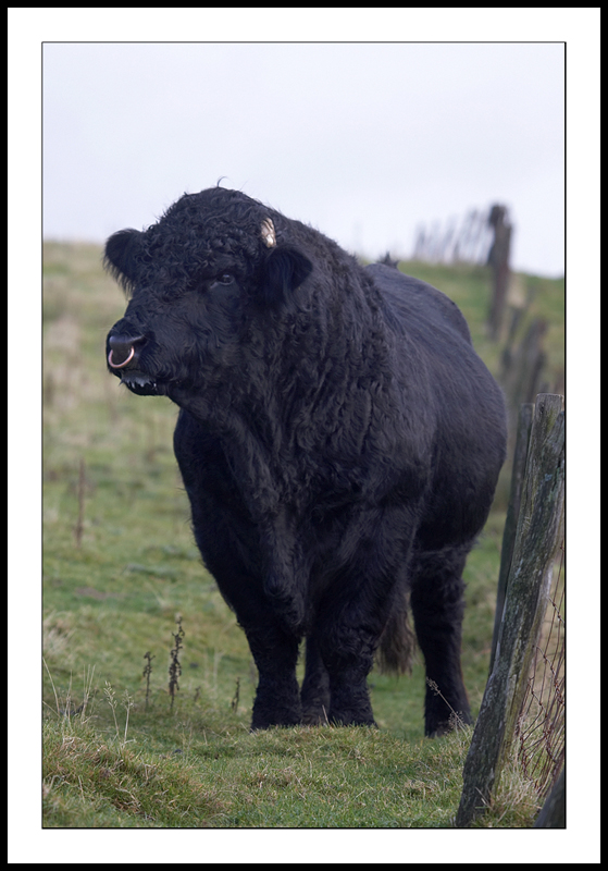 Welsh Black bull