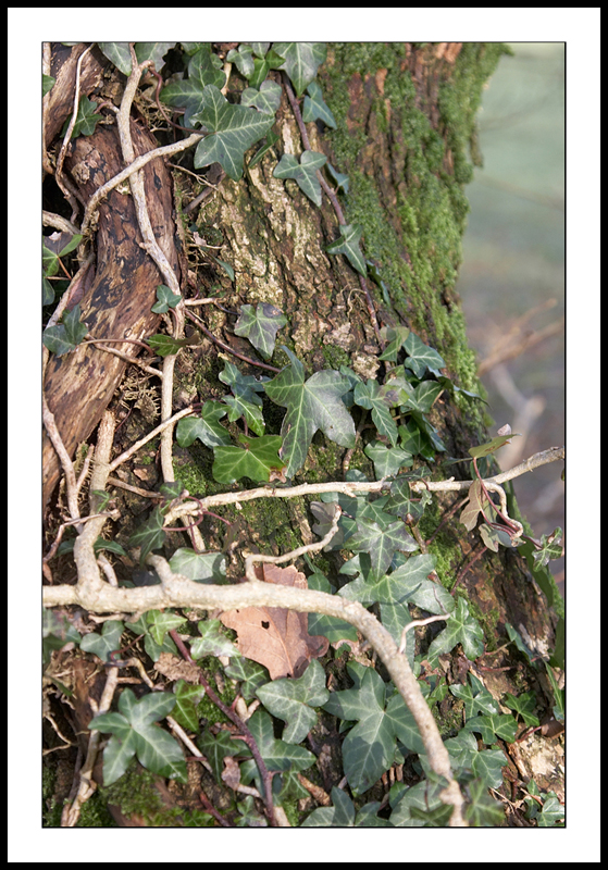 Ivy and moss