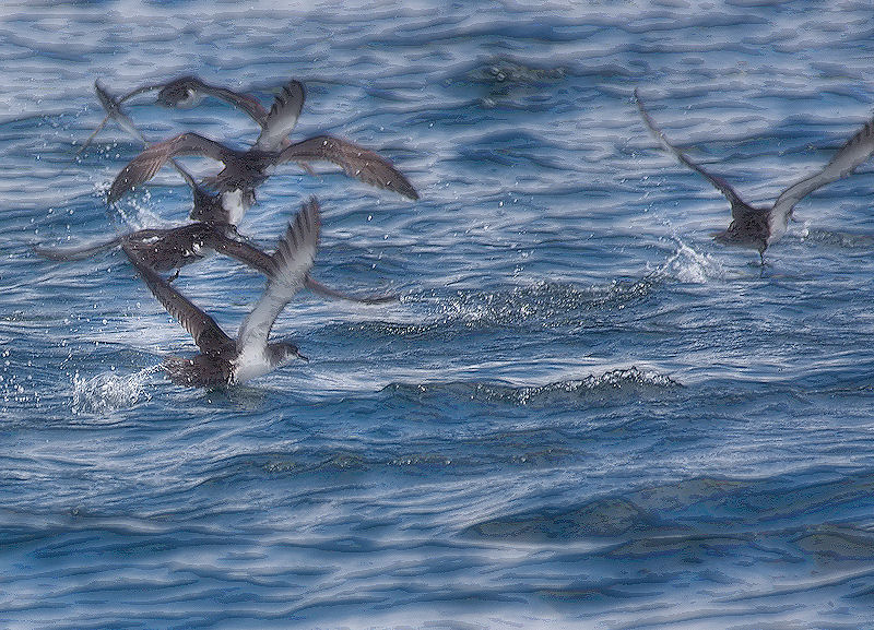 Guillemots