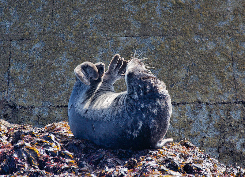 Seals on Black Rock