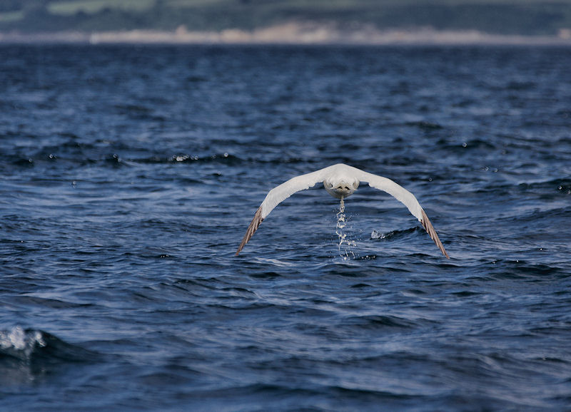 Gannet message