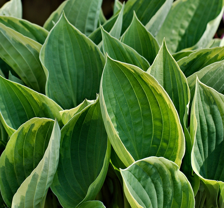 Hosta