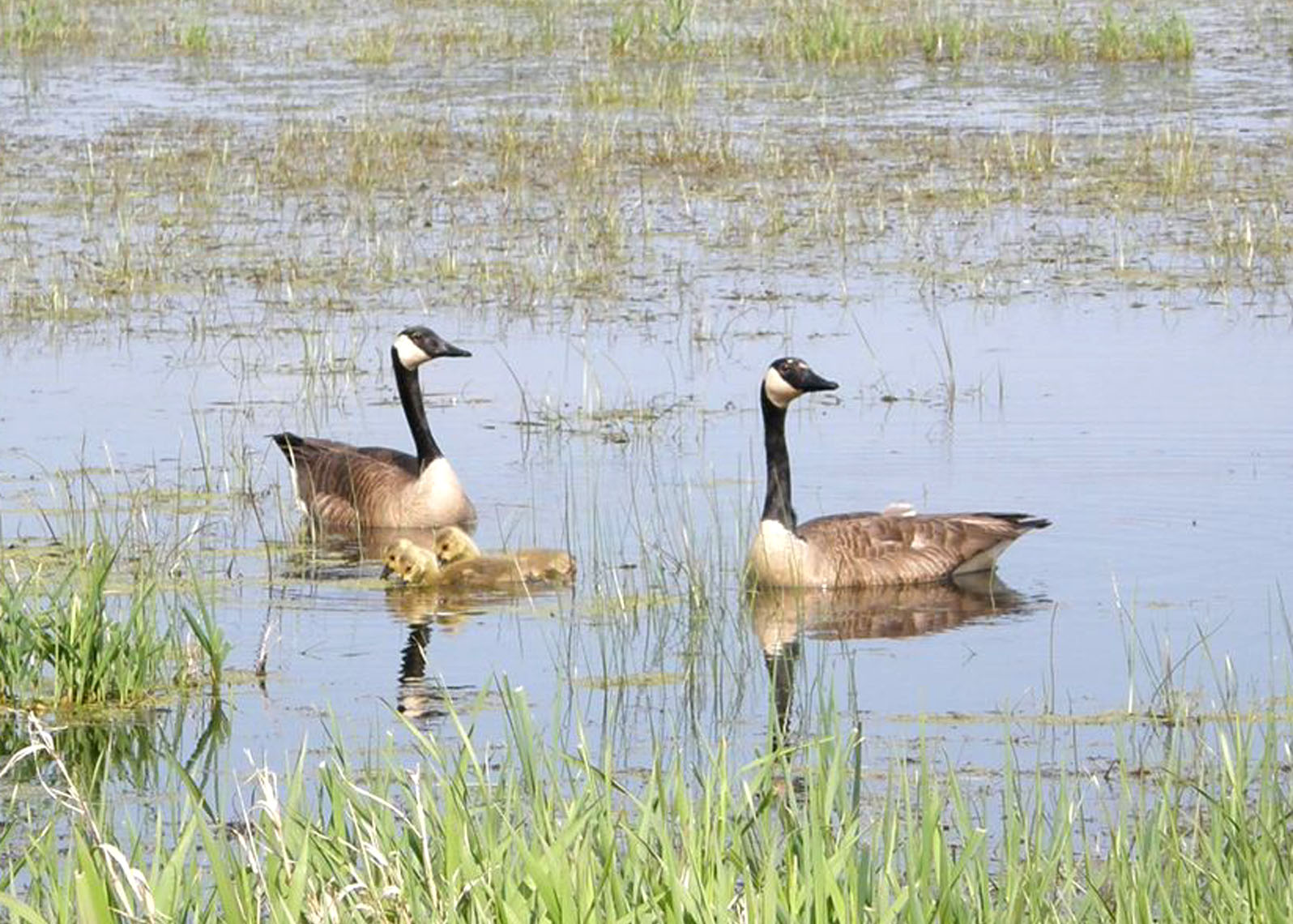 Canada Geese