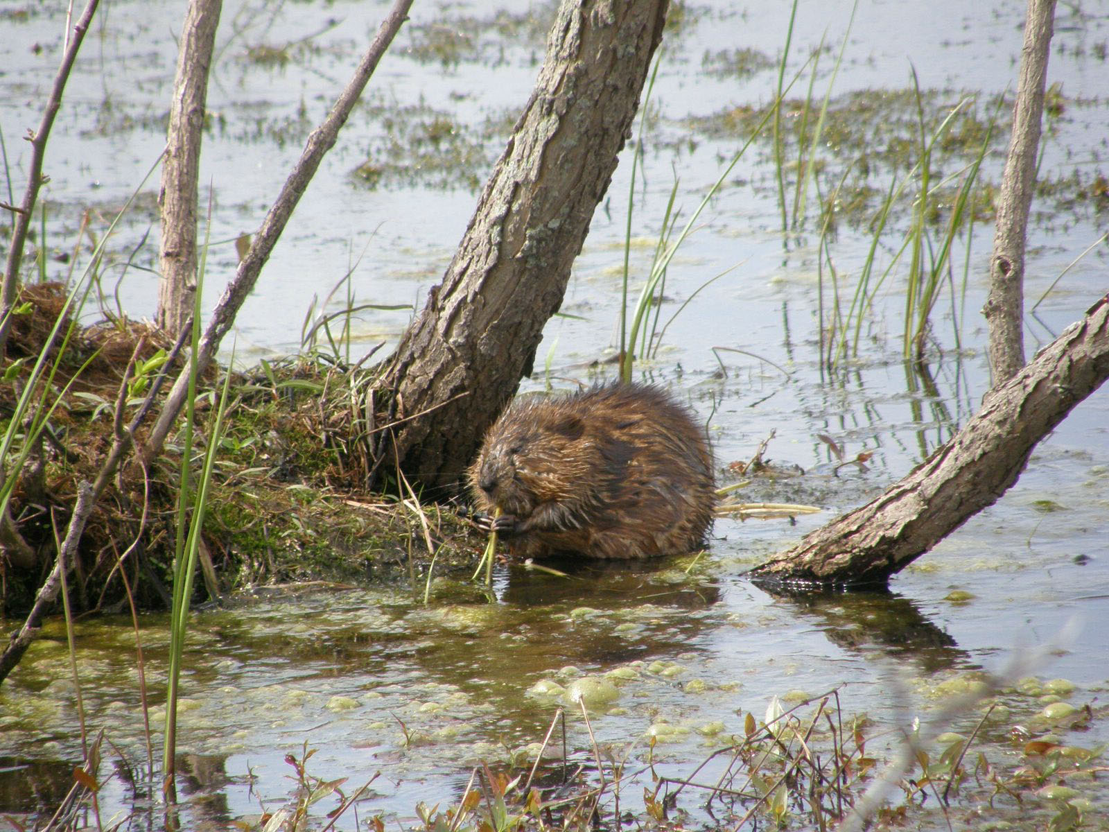 Muskrat