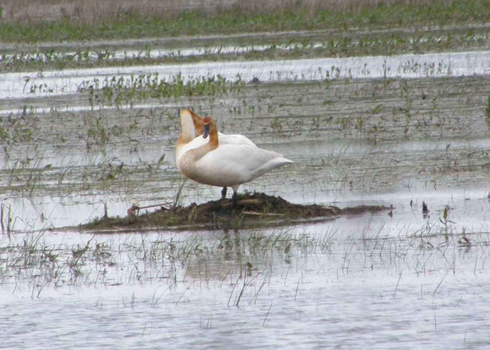 Trumpeter Swans at Ottawa NWR