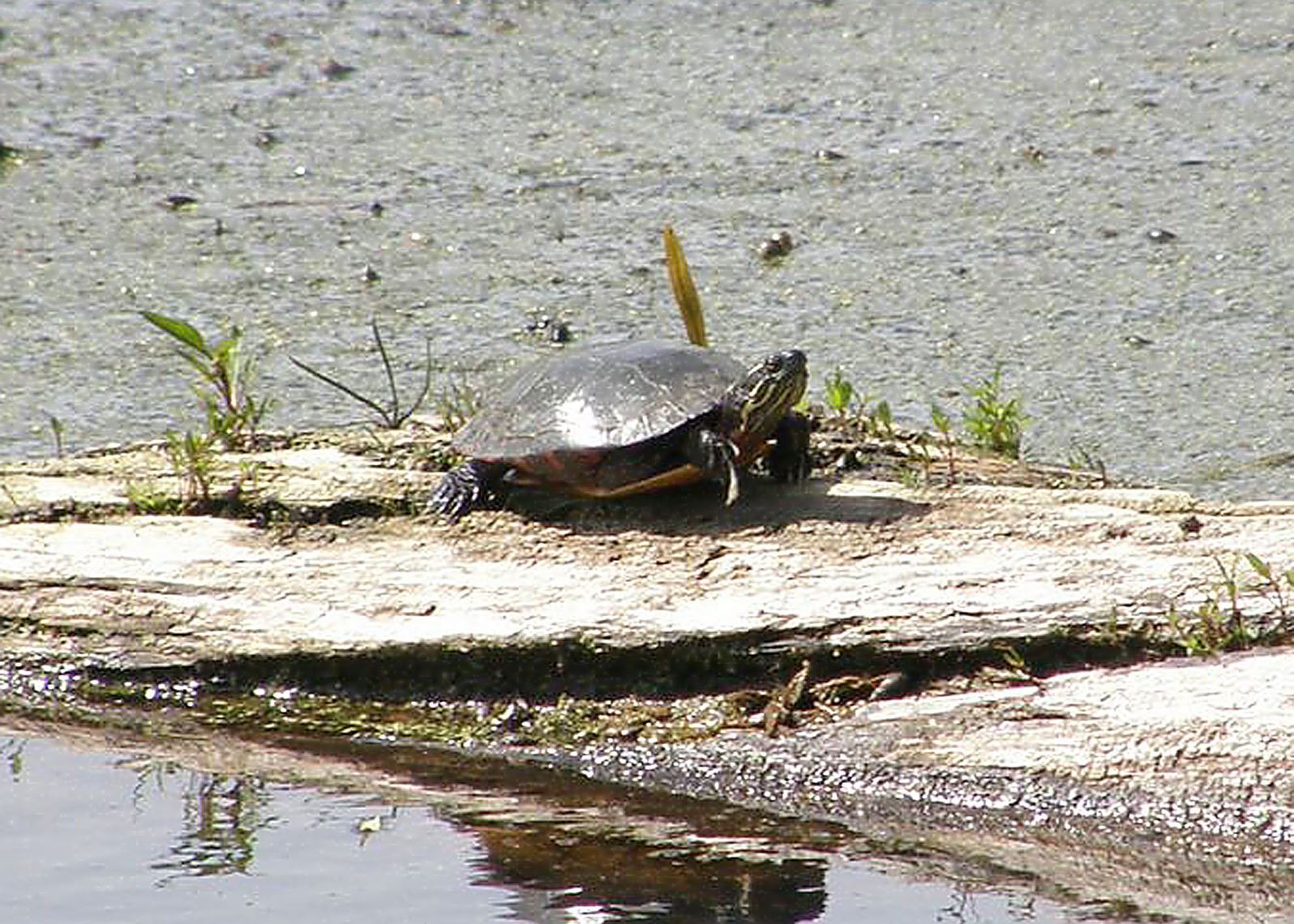 Turtle