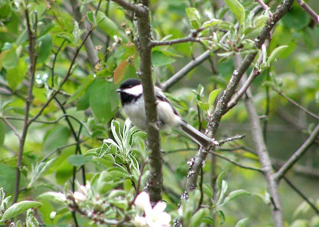 Black-capped Chickadee