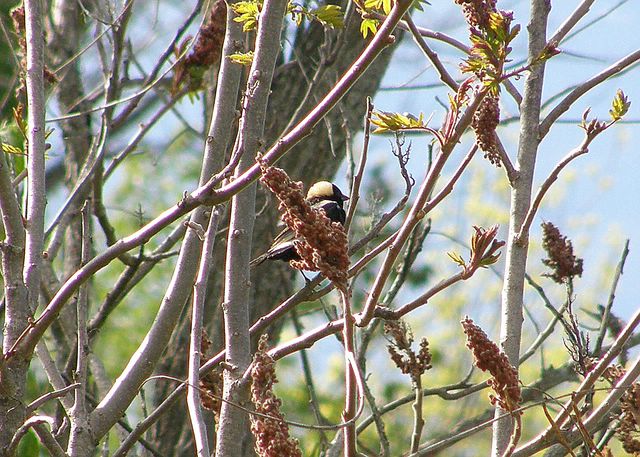 Bobolink